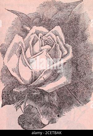 . Jahreskatalog 1906 / Otto Schwill & Co. Maman Cochet. DIE GROSSEN, ZWEI JAHRE ALTEN TOPF GEWACHSEN ROSEN scheinen, jedes Jahr beliebter zu werden, und werecommend diese zu thosei, die eine sofortige Wirkung wünschen.. Perle des Gartens. Perle des Gartens – eine unserer schönsten gelben Rosen; farbecht goldgelb. Königin – gilt als die feinste weiße Rose für den offenen Boden. Rot La France – Herzogin von Albany; eine herrliche Rose, die La France ähnelt, aber viel tiefer in der Farbe ist; die Farbe ist brillantes rosa, exquisit schattiert.Regenbogen – die Farbe ist ein schöner Farbton von tiefem korallenrosa, gestreift mit Inten Stockfoto