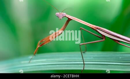 Gnädige Gottesanbeterin auf einem Blatt, schlankes und zerbrechliches Insekt, aber fürchterliches Raubtier für die Kleinen. Makrofoto der Tierwelt in Thailand. Stockfoto