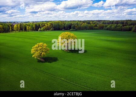 Herrliche Aussicht von oben auf zwei Bäume in einem grünen Feld und Wald im Hintergrund, perfektes Nachmittagslicht, Schatten und Farben Stockfoto