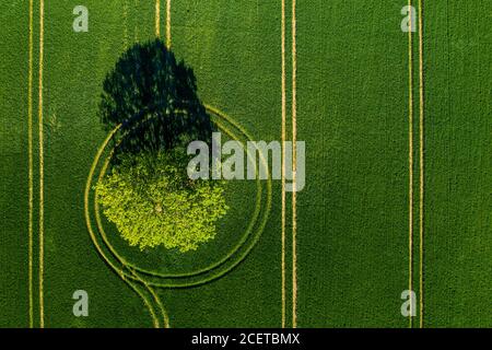 Wunderbarer Blick von oben auf einsamen Baum in einem grünen Feld, perfektes Nachmittagslicht, Schatten und Farben Stockfoto