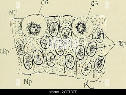 . Anatomie des Nervensystems. Neurale. En réalité, il neexiste au-cune stratification; les cellu-les ont conservé et conser-veront par la Suite, quellesque soientles transformationsquelles subiront, les carac-tères dun épithélium à uneseule couche (Hensen). Leursextrémités simplanteronttoujours, dune part, à lamembrane limitante externe,de même quelles atteindront,dautre part, la membranelimitante interne, quelles quesoient lExtension et lépais-seur que prendront par la Suite.les parois de laxe cérébro-spinal. Aussi longtemps que le caractère épithélial des cellules est Manifest,on peut dist Stockfoto