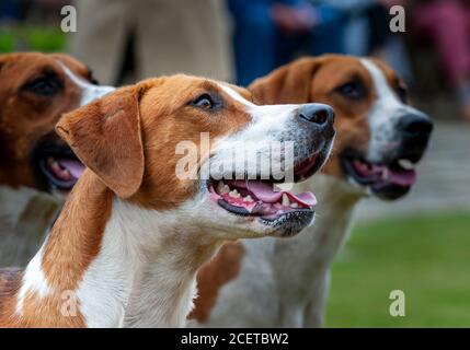 Belvoir, Lincolnshire, UK - Fox Hounds bei einer Hundeausstellung im Belvoir Hunt Kennels Stockfoto