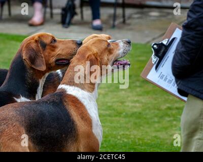 Belvoir, Lincolnshire, UK - Fox Hounds bei einer Hundeausstellung im Belvoir Hunt Kennels Stockfoto