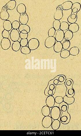 . Bulletin de la Société botanique de Genève. Stockfoto