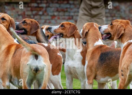 Belvoir, Lincolnshire, UK - Fox Hounds bei einer Hundeausstellung im Belvoir Hunt Kennels Stockfoto