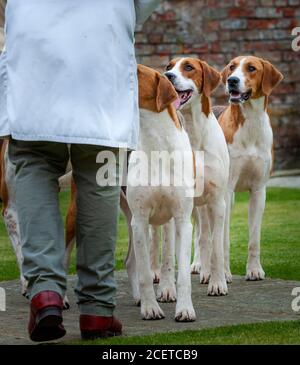 Belvoir, Lincolnshire, UK - Fox Hounds bei einer Hundeausstellung im Belvoir Hunt Kennels Stockfoto