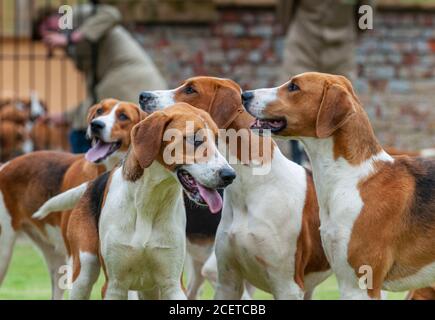 Belvoir, Lincolnshire, UK - Fox Hounds bei einer Hundeausstellung im Belvoir Hunt Kennels Stockfoto