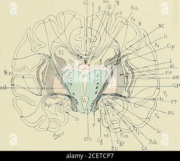 . Anatomie des Centers nerveux. STÏ, ThAbb. 54. Abb. 55. DEVELOPMENT DU SYSTEMS NERVEUX. 115 VSL T«. Fie. 57. Abb. 52, 53, 54, 55, 56, 57. - Coupers vertico-transversales du cerveau aux différentespériodes de son développement, passant en arrière de la surface suturale opto-striéeprimaire et destinées à montrer le Mode de Formation des ganglions centaux, de lacapsule interne, du Corps calleux et du trigone cérébral (demi-schématique). Le cer-veau intermédiaire (couche optique, région sous-optique de Forel, bandelette optique)est teinté en bleu; la Partie de la paroi externe du cerveau antéri Stockfoto