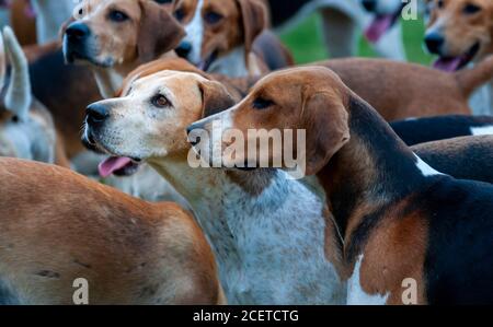 Belvoir, Lincolnshire, UK - Fox Hounds bei einer Hundeausstellung im Belvoir Hunt Kennels Stockfoto