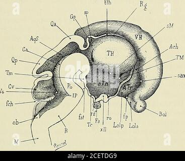 . Anatomie des Centers nerveux. Erticule sous-pinéal. - tb, Trou borgne. - TM, tubercule mamiillaire. - Th, couche optique. – TM, Trou de Monro. - VT, 4. Ventrikulum. De Luys est le derniervestige du recessusgeniculi. Origine ventriculaire. Dans toute la série des vertébrés, les parois latérales du cerveau inter-médiaire sont épaissies et allongées dans le sens antéro-postérieur ; elles DEVELOPPEMENT DU SYSTEME NERVEUX. 101 renferment chez les vertébrés supérieurs, plusieurs ganglions thalamiquesqui rétrécissent dautant la cavité du troisième ventricule. Paroi inférieure ou plancher du cerveau int Stockfoto