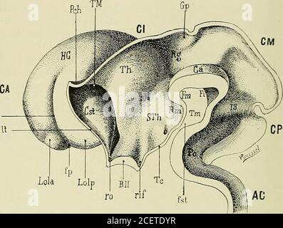 . Anatomie des Centers nerveux. Jusquau Point dinsertiondes plexus choroïdes des ventricules latéraux. Elle ne comprend donc,que la Partie de la face supérieure de la couche optique définitive, situéeen dedans du sillon choroïdien; la petite Partie externe de la face supé- termédiairc. 98 ANATOMIE DES CENTERS NERVEUX. La face internedu cerveau intermé-diaire subit dimpor-tantes modificatious. Rieure de la couche oplique définitive, étendue de linsertion des plexuschoroïdes au sillon opto-strié, concourt à former le plancher du ventriculelatéral, et se développe aux dépens du cerveau antérieur Stockfoto