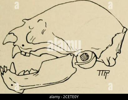 . Broschüre. Das Ganges-Schweinswal besitzt viele nadelartige Zähne, mit denen es seine glitschige Beute ergreift, die FISCHBIOLOGIE DER SÄUGETIERE 39 so ein Bleedinj&gt;; entdeckt die Verletzung nicht, bis er den n(;xtmorning erwacht und erleidet httle Unannehmlichkeiten von ihm. Die oberen Schneidezähne solcher Fledermäuse sind ein Paar großer messerähnlicher Zitzenzähne, die sie ein wenig von der Haut des Opfers abschneiden. Die Molaren aresmall, und der Magen ist eine dünne einfache Röhre nicht größer als der Darm.. Die Vorderzähne des vam-Pire Fledermauses sind scharfe Klingen, die in die flachen Blutgefäße seines vic schneiden Stockfoto