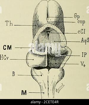 . Anatomie des Centers nerveux. Fia. 37. Abb. 38. Fie. 37 und 38. - Encéphale dun embryon humain denviron trois mois, vu par la face postérieureaprès ablation des hémisphères cérébraux, de la lame des tubercules quadrijumeaux (Abb. 31) et de la moitié droite de la lame du cervelet (lig. L 38, S. (Dessiné daprès Natur.) Klimaanlage, arrière-Cerveau. - AQS, aqueue de Sylvius. - B, Bulbe. - Cl, cerveau intermédiaire. - CCI, coldu cerveau intermédiaire. - CM, Cerveau moyen. – CP, cerveau postérieur. – Cop, commissure postérieure. – GP, glande pinéale, – JJCr, hémisphères cérébelleux. – ÎP, Inflexion de la protubé Stockfoto