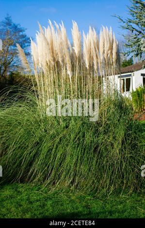 Reife Pampas-Federn stehen dabei im Mittelpunkt Englischer Garten im Dezember, wenn die meisten Pflanzen haben die Blüte beendet In Großbritannien Stockfoto