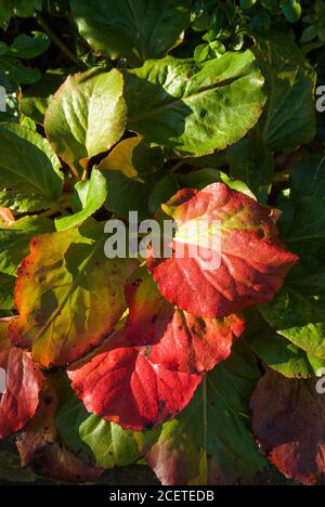 Die Blätter wechseln ihre Farbe von grün auf leuchtend rot Diese Bergenia mehrjährige Pflanze im Oktober in einem englischen Garten Stockfoto