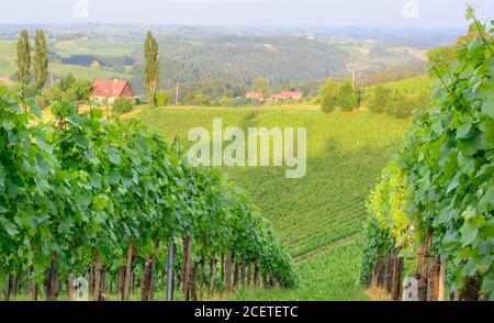 Blick auf einen Weinberg in der Steiermark am Abend Stockfoto