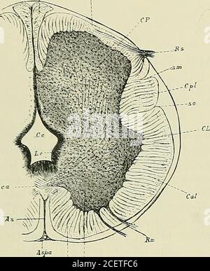 . Anatomie des Centers nerveux. , et qui constituent les Fu-tures artères du sillon médianantérieur de la moelle, abor-dent la Partie antérieure de lamoelle; – elles divergent bien-tôt, se portent de chaque côtéde la commissure antérieure,en dedans de la corne anté-rieure, à laquelle elles aban-donnent une branche collaté-rale, puis se dirigent en arrièreet atteignent la ligne de pénétration des racines postérieures (Abb. L 85, S. Les deux artères spinales antérieures et les deux artères du sillon médianantérieur, se approchent de la ligne médiane et se fusionnent lune aveclautre vers la sixième Stockfoto