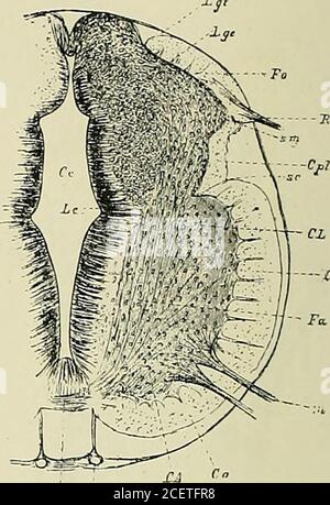 . Anatomie des Centers nerveux. :lune antérieure, cylindrique, la lafefondamentale de his (Grundplatte,vorderer Markcylinder) ; lautre pos-térieure, prismatique, la lame atairede his (Fliigelplatte, hinteres Mark-prisma). CES deux parties sont réunies luneà lautre par une pièce intermédiaire,daspekt losangique (Schaltstiick deHis). La lame fondamentale, forcement lame fondamentale. Saillante en avant, est limitée en ar-rière par un sillon profond, le sillon cylindrique (Cylinderfurche) (se). Elledonne naissance à la commissure grise antérieure (P), à la comissurblanche antérieure (ca), à la Stockfoto