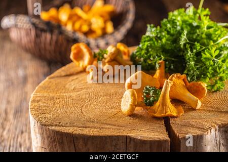 Rohe Pfifferlinge Pilz auf Holz mit Petersilienkräutern Stockfoto