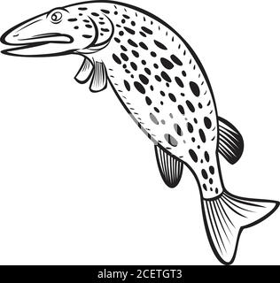 Cartoon-Stil Illustration eines nördlichen Hecht Esox lucius, eine Art von fleischfressenden Fischen der Gattung Esox Springen auf isolierten Hintergrund in b getan Stock Vektor