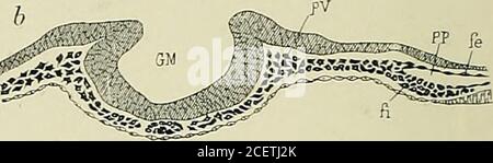 . Anatomie des Centers nerveux. Re médul-laire. Médullaire propementdite (rudiment de la moelle épinière) (Abb. L 10, S. dès le début de la vie em-bryonnaire, la gouttière encéphalique est plus large, et ses bords sontplus épais que ceux de la gouttière médullaire. après sêtre soulevées, les lames neurales marchent peu à peu à la ren-contre lune de lautre (Abb. 11, b et c et Abb. 12), et finissent bientôt par arri-ver en contact par leurs bords libres de façon à ne plus intercepter quunemince fente, laquelle disparaît à son Tour, de telle sorte que la gouttièrefermée en arrière est convertie en U Stockfoto