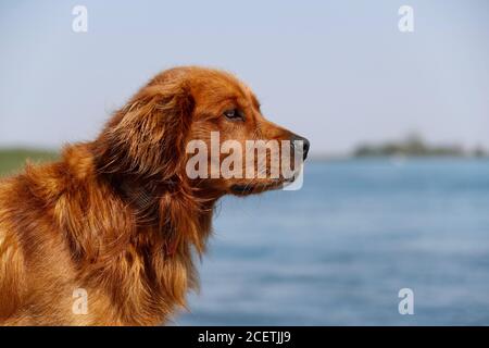 Nahaufnahme eines goldenen Retriever-Hundes mit einem See im Hintergrund. Stockfoto