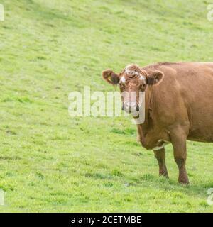 Isolierte Kuh im Feld Blick auf die Kamera mit Neugier. Für die britische Viehwirtschaft. Milchwirtschaft, britisches Rindfleisch, britische Landwirtschaft und Landwirtschaft. Stockfoto