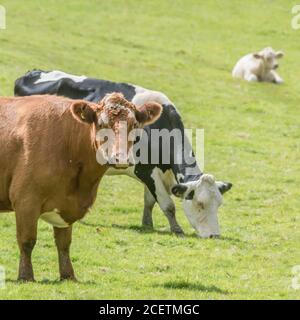 Braune Kuh im Feld Blick auf die Kamera mit Neugier. Für die britische Viehwirtschaft. Milchwirtschaft, britisches Rindfleisch, britische Landwirtschaft und Landwirtschaft. Stockfoto