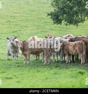 Kleine Herde junger Farren, stehend und neugierig auf die Kamera schauend. Für die britische Viehwirtschaft, britisches Rindfleisch, britische Landwirtschaft. Stockfoto