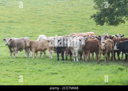 Kleine Herde junger Farren, stehend und neugierig auf die Kamera schauend. Für die britische Viehwirtschaft, britisches Rindfleisch, britische Landwirtschaft. Stockfoto