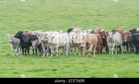 Feld 16:9-Format. Kleine Herde junger Farren, stehend und neugierig auf die Kamera schauend. Für die britische Viehwirtschaft, britisches Rindfleisch. Stockfoto