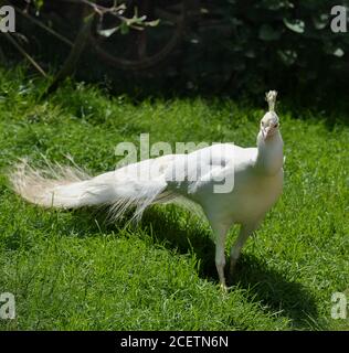 Ein blauer Albino-Pfau streut auf einer Wiese. Stockfoto