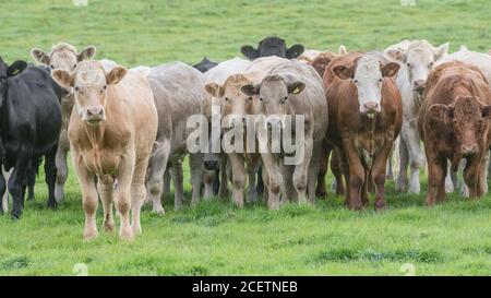 Feld 16:9-Format. Kleine Herde junger Farren, stehend und neugierig auf die Kamera schauend. Für die britische Viehwirtschaft, britisches Rindfleisch. Stockfoto