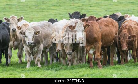 Feld 16:9-Format. Kleine Herde junger Farren, stehend und neugierig auf die Kamera schauend. Für die britische Viehwirtschaft, britisches Rindfleisch. Stockfoto