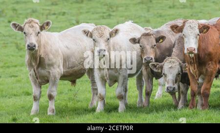 Kleine Gruppe von jungen Farren, stehend und neugierig auf die Kamera. Für die britische Viehwirtschaft, britisches Rindfleisch, britische Landwirtschaft. Stockfoto