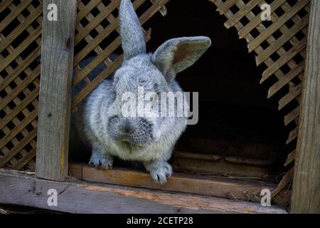 Kaninchen im Stall. Es ist wahrscheinlich sehr neugierig und will wissen, was da draußen ist. Stockfoto