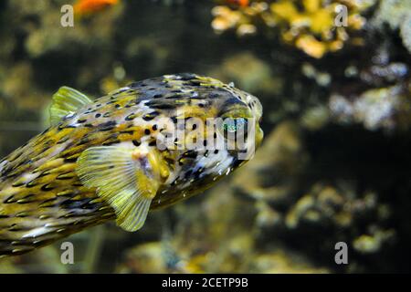 Stacheliger Ballonfisch - Diodon holocanthus mit seinen sensationell schönen bunten Augen. Stockfoto