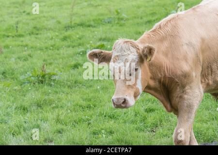 Neugieriger und neugieriger junger Bulllock, der kommt, um die Kamera zu betrachten, aber vorsichtig. Für die britische Viehzucht, britisches Rindfleisch, Einzelkuh im Feld, Nutztiere. Stockfoto