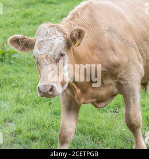 Neugieriger und neugieriger junger Bulllock, der kommt, um die Kamera zu betrachten, aber vorsichtig. Für die britische Viehzucht, britisches Rindfleisch, Einzelkuh im Feld, Nutztiere. Stockfoto