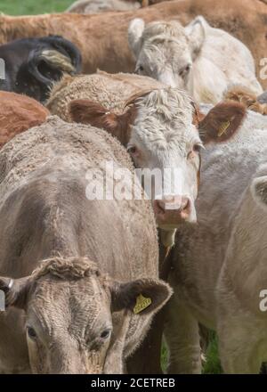 Kleine Gruppe von jungen Farren, stehend und neugierig auf die Kamera. Für die britische Viehwirtschaft, britisches Rindfleisch, britische Landwirtschaft. Stockfoto