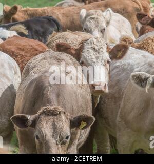 Kleine Gruppe von jungen Farren, stehend und neugierig auf die Kamera. Für die britische Viehwirtschaft, britisches Rindfleisch, britische Landwirtschaft. Stockfoto