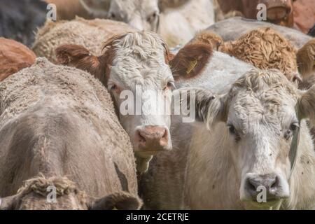 Kleine Gruppe von jungen Farren, stehend und neugierig auf die Kamera. Für die britische Viehwirtschaft, britisches Rindfleisch, britische Landwirtschaft. Stockfoto