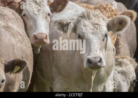 Kleine Gruppe von jungen Farren, stehend und neugierig auf die Kamera. Für die britische Viehwirtschaft, britisches Rindfleisch, britische Landwirtschaft. Stockfoto