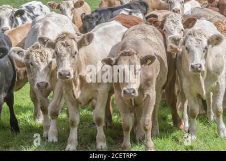 Kleine Gruppe von jungen Farren, stehend und neugierig auf die Kamera. Für die britische Viehwirtschaft, britisches Rindfleisch, britische Landwirtschaft. Stockfoto