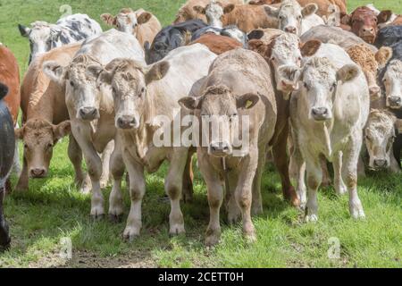 Kleine Gruppe von jungen Farren, stehend und neugierig auf die Kamera. Für die britische Viehwirtschaft, britisches Rindfleisch, britische Landwirtschaft. Stockfoto