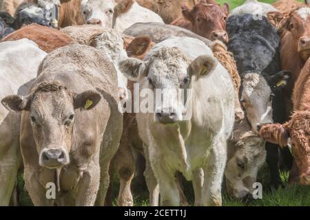 Kleine Gruppe von jungen Farren, stehend und neugierig auf die Kamera. Für die britische Viehwirtschaft, britisches Rindfleisch, britische Landwirtschaft. Stockfoto