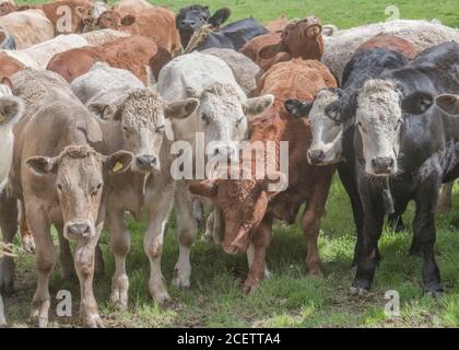 Kleine Gruppe von jungen Farren, stehend und neugierig auf die Kamera. Für die britische Viehwirtschaft, britisches Rindfleisch, britische Landwirtschaft. Stockfoto