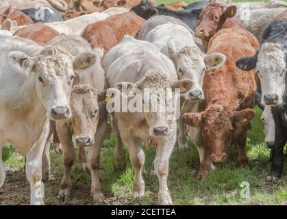 Kleine Gruppe von jungen Farren, stehend und neugierig auf die Kamera. Für die britische Viehwirtschaft, britisches Rindfleisch, britische Landwirtschaft. Stockfoto