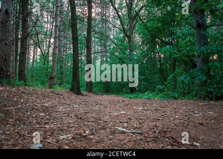 Blick durch die Pinien im Provin Trail in Grand Rapids Michigan Stockfoto