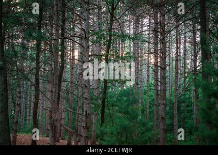 Blick durch den Wald auf Provin Trails in Grand Rapids Michigan Stockfoto